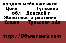 продам мейн кунчиков › Цена ­ 5 000 - Тульская обл., Донской г. Животные и растения » Кошки   . Тульская обл.